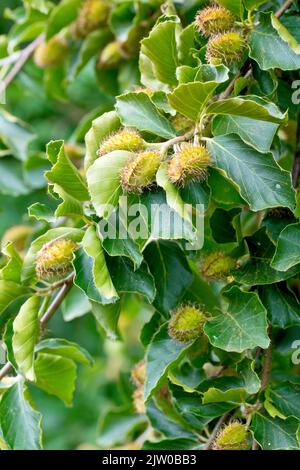 Hêtre (fagus sylvatica), gros plan montrant une branche chargée de fruits ou de boyaux de noix de hêtre croissant entre les feuilles vertes de l'arbre commun. Banque D'Images