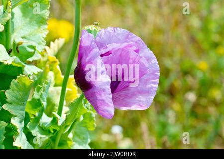 Pavot à opium (papaver somniferum), gros plan montrant une fleur pourpre solitaire isolée d'un arrière-plan hors foyer. Banque D'Images
