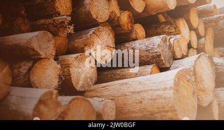 Des grumes de pin sciées sont empilées par temps clair. Arbres abattus et abattage. Industrie. Banque D'Images