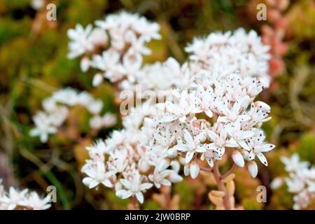White Stonecrop (album sedum), gros plan d'un petit groupe de fleurs blanches avec une profondeur de champ limitée. Banque D'Images
