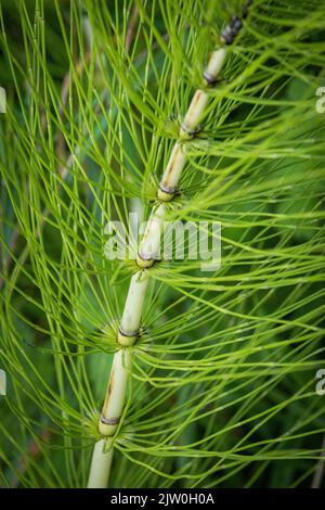 La grande plante de Horsetail en pleine fleur dans le marais, Worcestershire, Angleterre. Banque D'Images