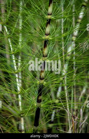 La grande plante de Horsetail en pleine fleur dans le marais, Worcestershire, Angleterre. Banque D'Images