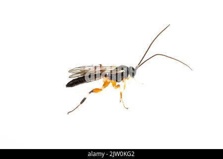 Guêpe ichneumonide (Ichneumonidae) - mâle isolé sur fond blanc. Banque D'Images