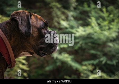 Portrait d'un chien Boxer sur un arrière-plan d'arbustes flou Banque D'Images