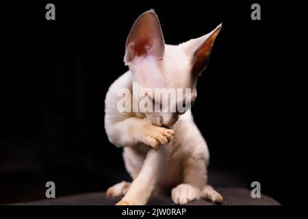 le petit chaton se lave sur fond noir Banque D'Images