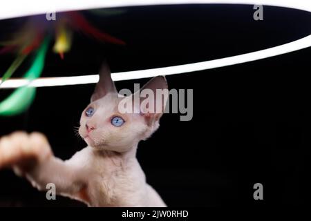 un petit chat blanc joue avec des plumes multicolores sous une lampe d'éclairage Banque D'Images