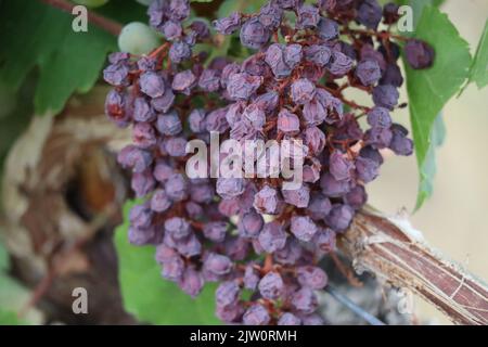 Raisins secs rouges sur la vigne Banque D'Images
