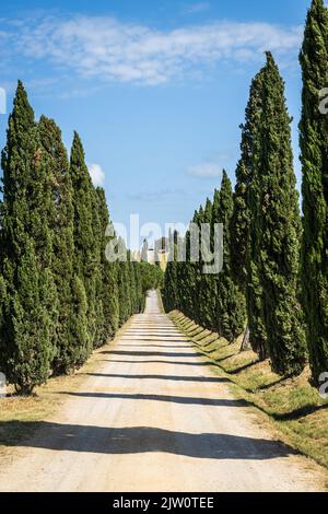 Des rangées de cyprès italiens le long d'une route rurale en gravier blanc dans la région du Chianti en Toscane, en Italie, en Europe. Banque D'Images