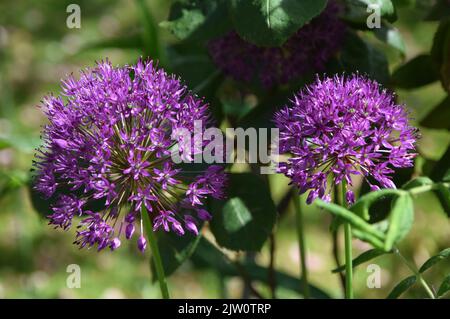 deux têtes de fleur en allium violet Banque D'Images