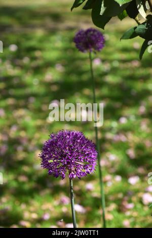 deux têtes de fleur d'allium violet Banque D'Images