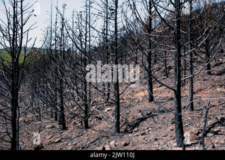 Forêt brûlée à Marmaris, Turquie. Banque D'Images