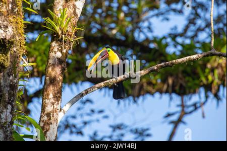 Sur la péninsule d'Osa au Costa Rica. Un beau Toucan de Swainson est situé au soleil sur une branche et regarde curieusement vers le bas. Banque D'Images