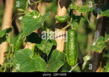 Plantation de concombres soutenue par des piquets de bambou. Banque D'Images