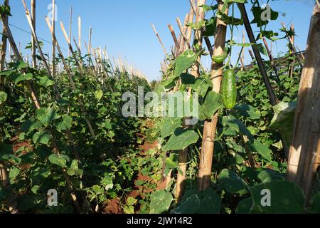 Plantation de concombres soutenue par des piquets de bambou. Banque D'Images