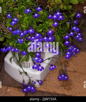 Masse de fleurs bleu vif de Lobelia annuelle qui poussent et débordent sur les côtés d'un contenant inhabituel, un mélangeur de jus recyclé, en Australie Banque D'Images