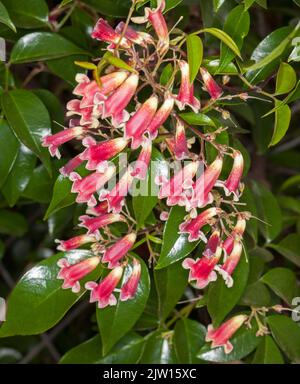 Groupe de fleurs rouges de Pandorea pandorana 'Ruby Belle', Wonga Wonga Vine, une plante d'escalade australienne, sur fond de feuillage vert Banque D'Images