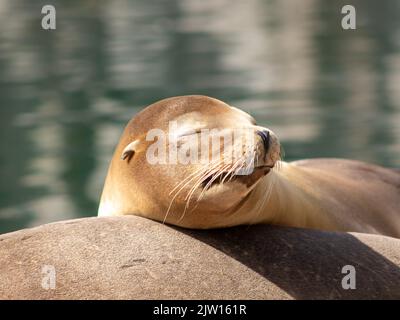 Des bains de soleil de phoque dans le zoo Banque D'Images