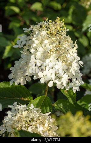 Hydrangea paniculata 'Phantom', portrait naturel de plantes / fleurs en gros plan Banque D'Images