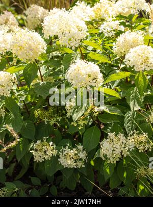 Hydrangea paniculata 'Phantom', portrait naturel de plantes / fleurs en gros plan Banque D'Images
