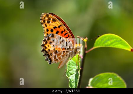 Un papillon indien (Argynnis hyperbius) coloré sur un arbre laisse sur un fond flou Banque D'Images