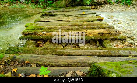 Haute Tatras, Slovaquie l'eau dans le ruisseau de montagne traverse le jour de pierre entre les pousses qui poussent sur les rives. Au-dessus du ruisseau est un bois Banque D'Images