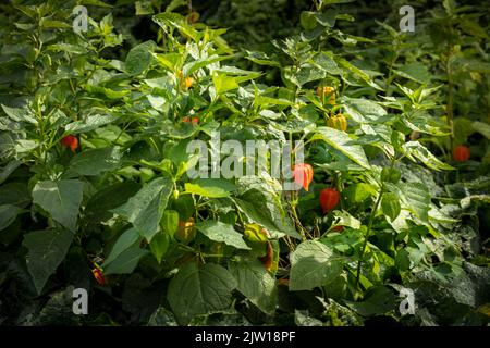 Gros plan de Physalis alkekengi var. Franchetii, Physalis franchetii, lanterne chinoise. Banque D'Images