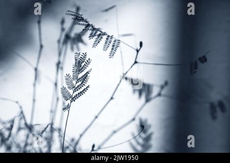 Plante sensible ou mimosa pudica plante sur fond blanc. Noir et blanc. Banque D'Images