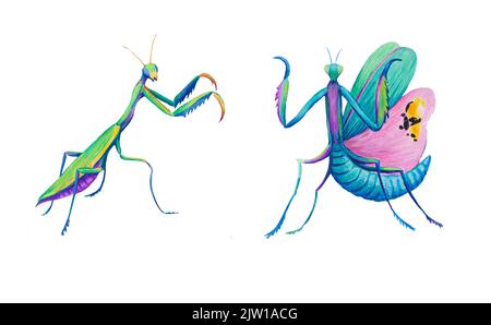 Mantis vert coloré. Illustration dessinée à la main isolée sur fond blanc. Banque D'Images