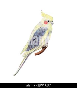 Perroquet jaune de corella isolé sur fond blanc, perroquet de cocatier. Illustration dessinée à la main d'un oiseau tropical. Banque D'Images