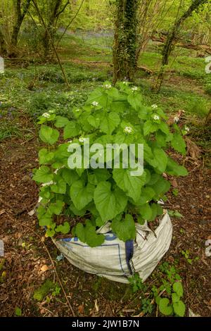 Alliaria petiolata, moutarde à l'ail, poussant dans les sacs de construction jetés dans l'environnement d'une forêt naturelle Banque D'Images