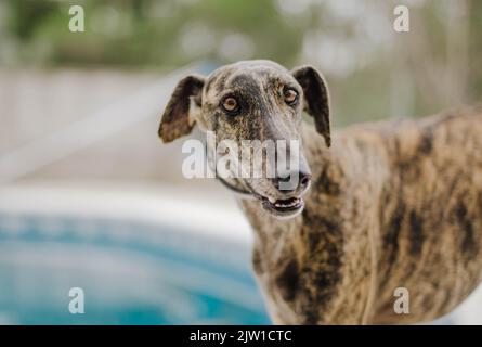 Kindle greyhound devant une piscine Banque D'Images