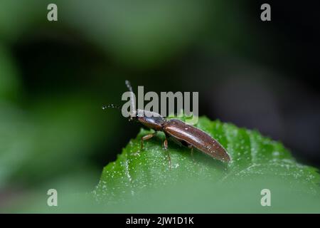 Macro cliquez sur le coléoptère placé sur la feuille. Gros plan d'un coléoptère (Elateridae) dans le milieu naturel. Image détaillée Banque D'Images