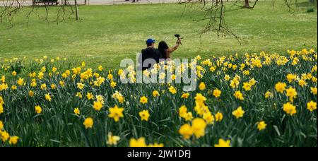 Une belle photo romantique d'un jeune couple prenant un selfie sur un fond plein de jonquilles anglais frais à Londres, Royaume-Uni Banque D'Images