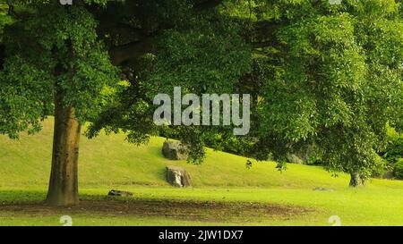 Un arbre vert dans un parc avec de l'herbe et des pierres autour Banque D'Images