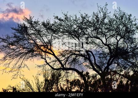 Silhouettes et ombres d'arbres spindly et sous-badigeonner sur la toile de fond d'un soleil couchant. Banque D'Images