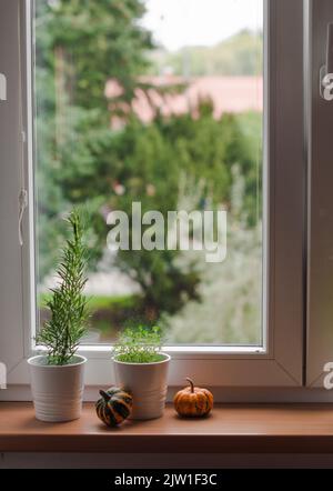 Herbes épicées et citrouilles décoratives sur le rebord de la fenêtre. Banque D'Images