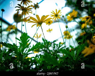 Vue à angle bas des pâquerettes dorées saturées (euryops pectinatus) Banque D'Images