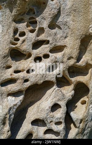 Nid d'abeille sur une surface rocheuse au parc national de Castle Rocks dans l'Idaho, aux États-Unis Banque D'Images