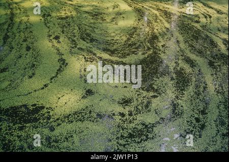 YANGZHOU, CHINE - 1 SEPTEMBRE 2022 - présence d'eau dans les terres humides du lac Luyang à Yangzhou, province de Jiangsu, Chine, 1 septembre 2022. Banque D'Images