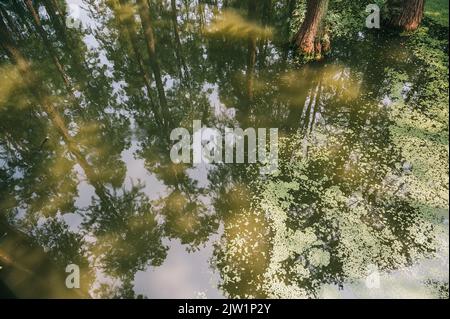 YANGZHOU, CHINE - 1 SEPTEMBRE 2022 - présence d'eau dans les terres humides du lac Luyang à Yangzhou, province de Jiangsu, Chine, 1 septembre 2022. Banque D'Images