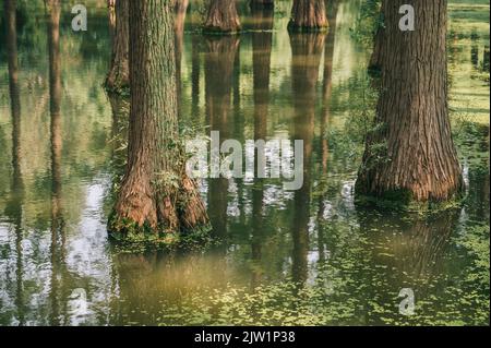 YANGZHOU, CHINE - 1 SEPTEMBRE 2022 - présence d'eau dans les terres humides du lac Luyang à Yangzhou, province de Jiangsu, Chine, 1 septembre 2022. Banque D'Images