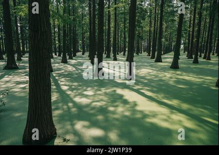 YANGZHOU, CHINE - 1 SEPTEMBRE 2022 - Une vue sur le parc aquatique des terres humides du lac Luyang à Yangzhou, province de Jiangsu, Chine, 1 septembre 2022. Banque D'Images