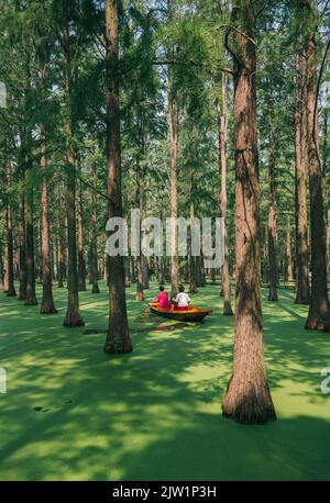 YANGZHOU, CHINE - 1 SEPTEMBRE 2022 - les touristes font une promenade en bateau dans la forêt flottante du parc forestier flottant des zones humides du lac de Luyang à Yangzhou, dans le Jiangs Banque D'Images