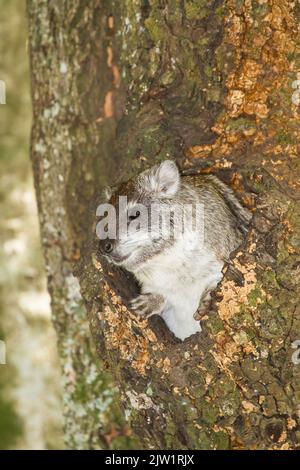 Hyrax (Dendrohyrax arboreus) dans la cavité de l'arbre Banque D'Images