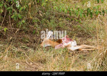 Impala (Aepyceros melampus) juvénile victime de prédation Banque D'Images