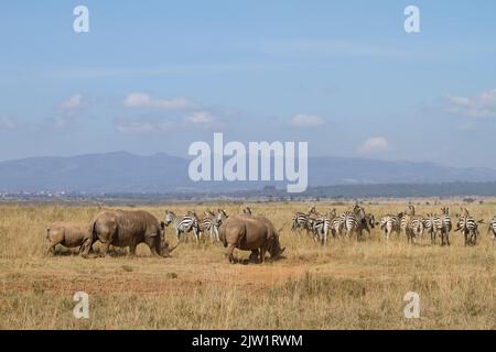 Le rhinocéros blanc (Ceratohtherium simum) et le zèbre se broutent en arrière-plan avec les collines Ngong Banque D'Images