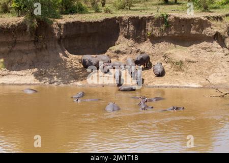 Hippopotame (hippopotame amphibius) situé sur une rive Banque D'Images