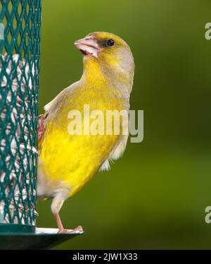 Un téléobjectif d'un magnifique green finch en été Banque D'Images