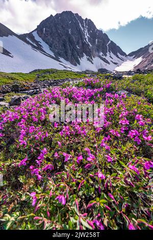 Superbe vue pittoresque d'été dans le nord du Canada, territoire du Yukon, en juillet. Banque D'Images