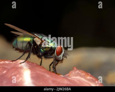 Vue latérale d'une mouche verte colorée, Lucilia sericata, nourrissant un morceau de viande crue laissé à l'extérieur Banque D'Images